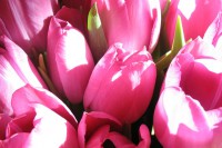 /album/photogallery/bouquet-15308-640-jpg/