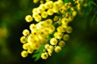 /album/photogallery/mimosa-274206-640-jpg/