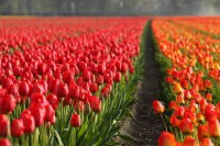 /album/photogallery/tulips-2546-640-jpg/