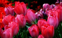 /album/photogallery/tulips-264883-640-jpg/